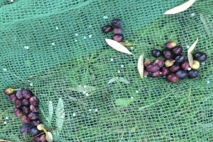 China Nut &amp; Olive Harvesting Net to greece, Italy wholesale