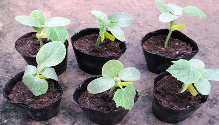 black plastic soft nutrition pot Chinese orchid seedling pot