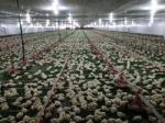 PLC Poultry Feeding Systems Automated Feeding System Of Broiler
