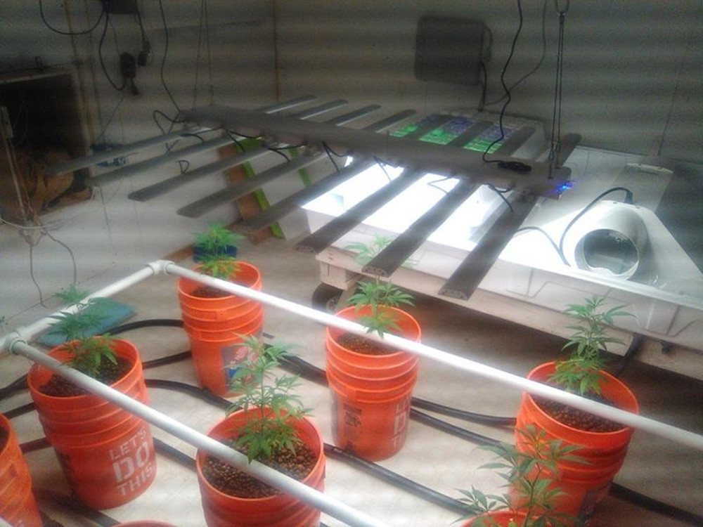 Module Design Dimmable LED Grow Lights Heat Dissipation Easy To Install