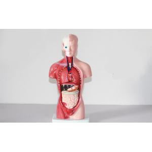 Wholesale Medical Human Trunk Model Manikins For Surgery Training