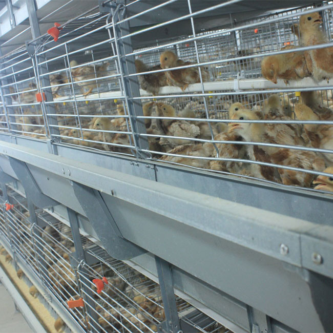 Poultry Equipment Broiler Chicken Cage 100kg Load Bearing Not Broken