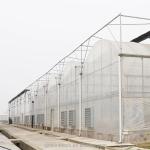 Large Multi Span Agricultural Film Greenhouses With Optional Cooling System