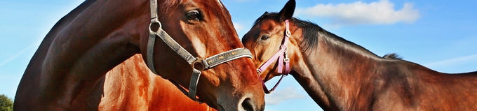 18m Diameter Horse Arenas 26Pcs incl. 3m tall Gate Locking Pins. Victoria