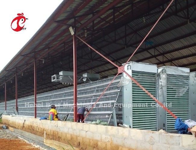 User Friendly Poultry Layer Cage For Hassle Free Poultry Rearing Adela