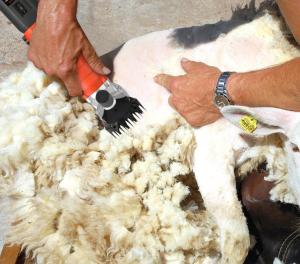 China 690W Automatic Sheep Shearing Machine 220V Electric Wool Shears wholesale