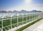 Daman Venlo Glass Greenhouse Mass Planting Of Tomatoes Hot Dip Galvanized