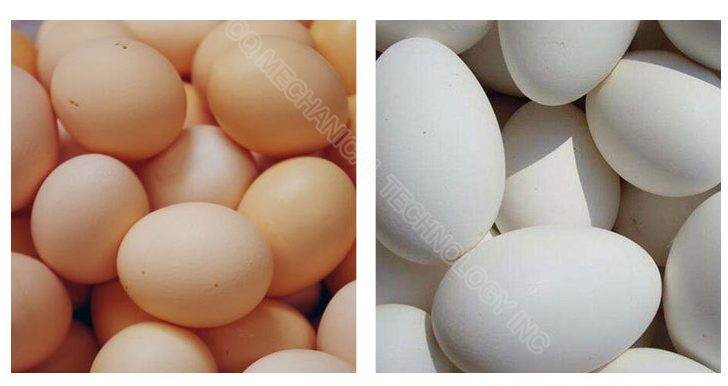 Automatic Egg Cleaner Washer Egg-Washing-Machine Chicken Duck Washer Egg Washing Machine