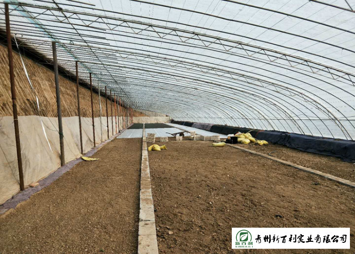 2.5 Kg / Per Organic Chinese Cabbage , Organic Green Cabbage Easy Stockpile