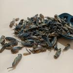 High Protein Dried Crickets Crispy Taste 12 Months Shelf Life