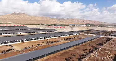 Dairy Agricultural Barn Easy Install Prefabricated Light Steel Structure Cow