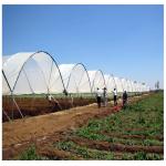 Wind Resistance Multi Span Plastic Film Tunnel Greenhouse With Ventilation
