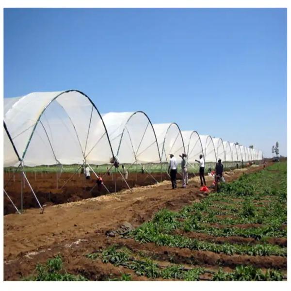 Wind Resistance Multi Span Plastic Film Tunnel Greenhouse With Ventilation