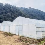 Hot Galvanized Steel Frame Tropical Fruit Grow Greenhouse Commercial Greenhouses