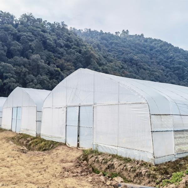 Hot Galvanized Steel Frame Tropical Fruit Grow Greenhouse Commercial Greenhouses