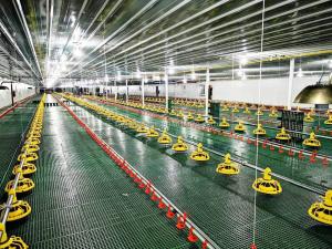 China Intelligent Automatic Broiler Feeding System Hopper Poultry Feeder wholesale