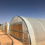 Industrial Poly Tunnels For Gardens Head Roof Yellow Film Tunnel Greenhouse