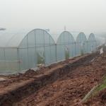 High Tunnel Pe Film Multi Span Greenhouse Automatic Control Agriculture