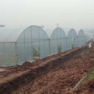 China Multi Span Arch Plastic Film Greenhouse Tomato Strawberry Agricultural wholesale
