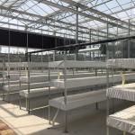 Water Production Agricultural Greenhouse Manufacturer Growing Hydroponic System