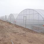 Single-Span Agricultural Mini Greenhouse for Vegetables Easily Assembled
