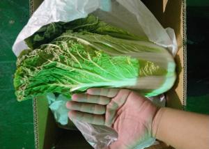 China Healthy Organic Chinese Cabbage Japan Standard Big Size Own Bases wholesale