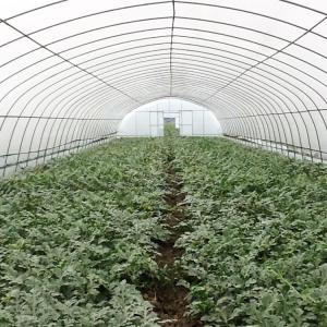 China Single Span 150/200 Micron PE Film Plastic Film Greenhouses Agricultural Vertical Farming wholesale