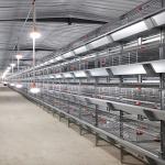 1480x1750x440mm Battery Chicken Cage