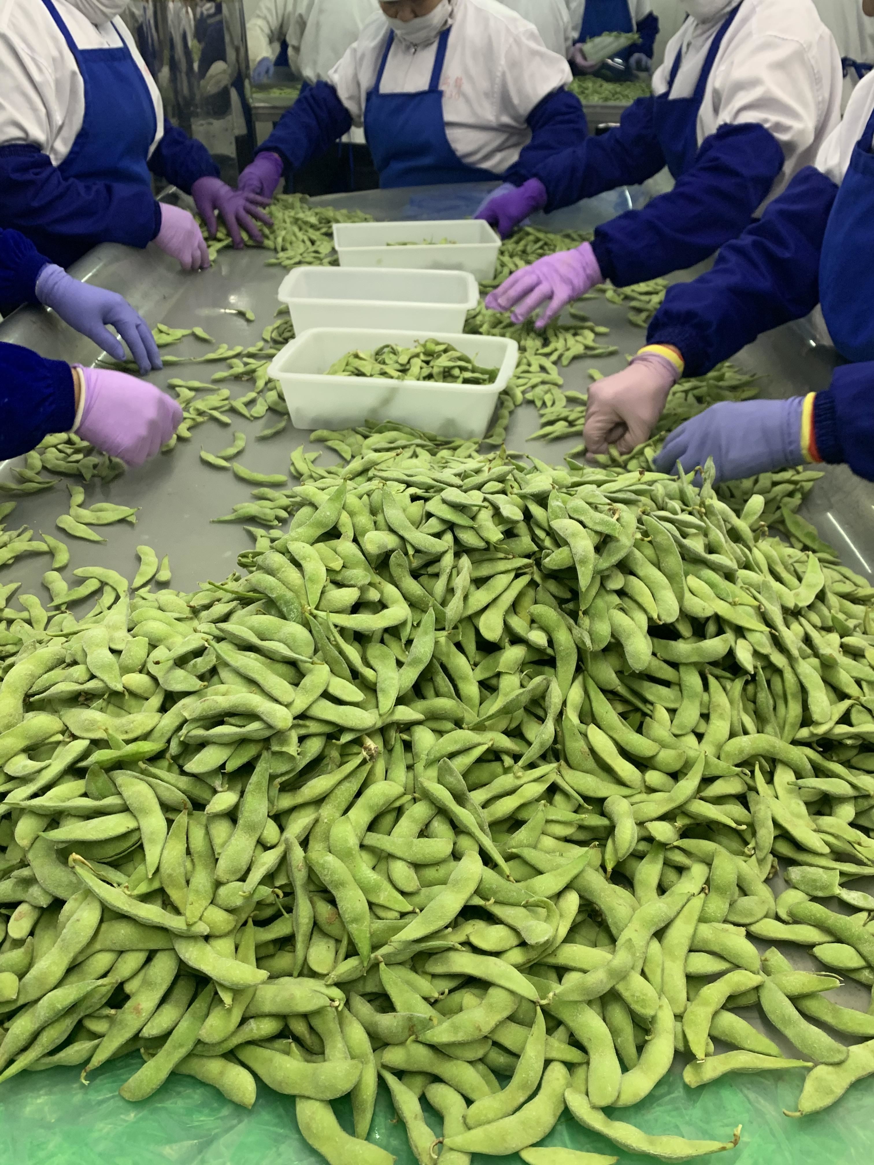 OEM Frozen Edamame Beans Healthy Food Without Residue Damaged