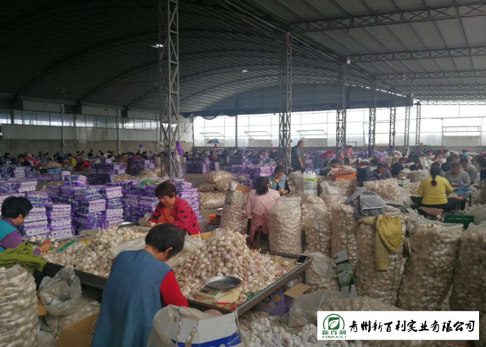 Normal White Fresh Organic Garlic , Raw Garlic -3 ℃ To 0 ℃ Transporting Temperature