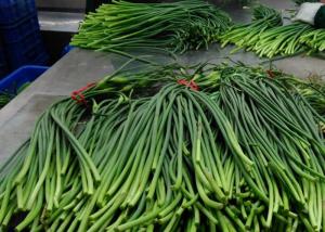 China 55cm Long Chinese Garlic Growing Sprouts wholesale