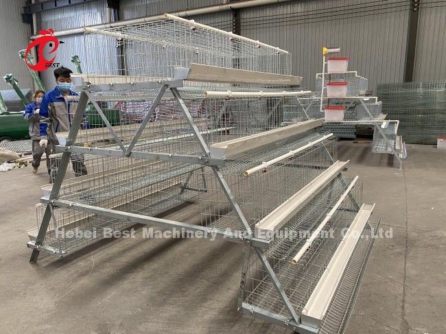 Automatic Drinking System For Chicken Poultry Farming Cage System Of Layer Chicken Farm Doris