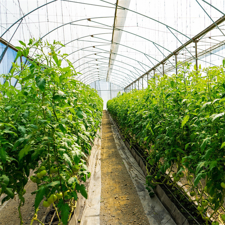Tomato Plant Growth Tunnel Plastic Greenhouse Film Covering UV Treated