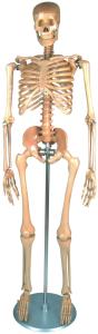 China Human Body Artist Wooden Manikin Artist Mannequin Figure Natural Colour wholesale