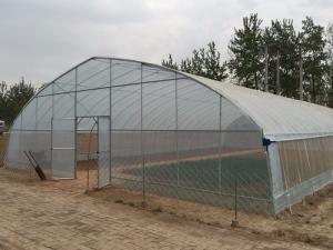 China Galvanized Frame PE Film Greenhouse , Hoop Tunnel Greenhouse CE Approved wholesale