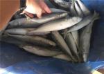 High Protein 80g 100g Pacific IQF Frozen Mackerel Fish