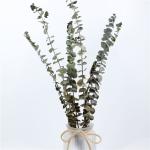 Artificial Dried Eucalyptus Plant , Preserved Silver Dollar Eucalyptus