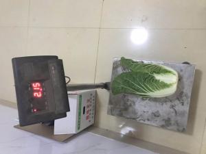 China Green Chinese Celery Cabbage / Chinese Napa Cabbage Plant Standard Size wholesale