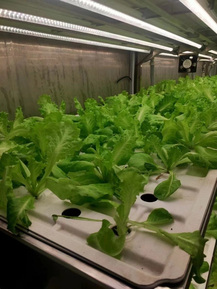 40 Feet Container Farming Plant Factory For Hydroponic Growing Lettuce Leaf Vegetable Growing