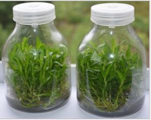 China plant tissue culture glass jar with plastic cap wholesale