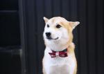 Wide Yellow Red Nylon Dog Collars Personalised Christmas Thanksgiving Dog Bow
