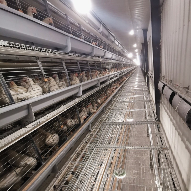 H Type Farms Layer Chicken Cage 128 / 160 9 Tiers Hot Dipped
