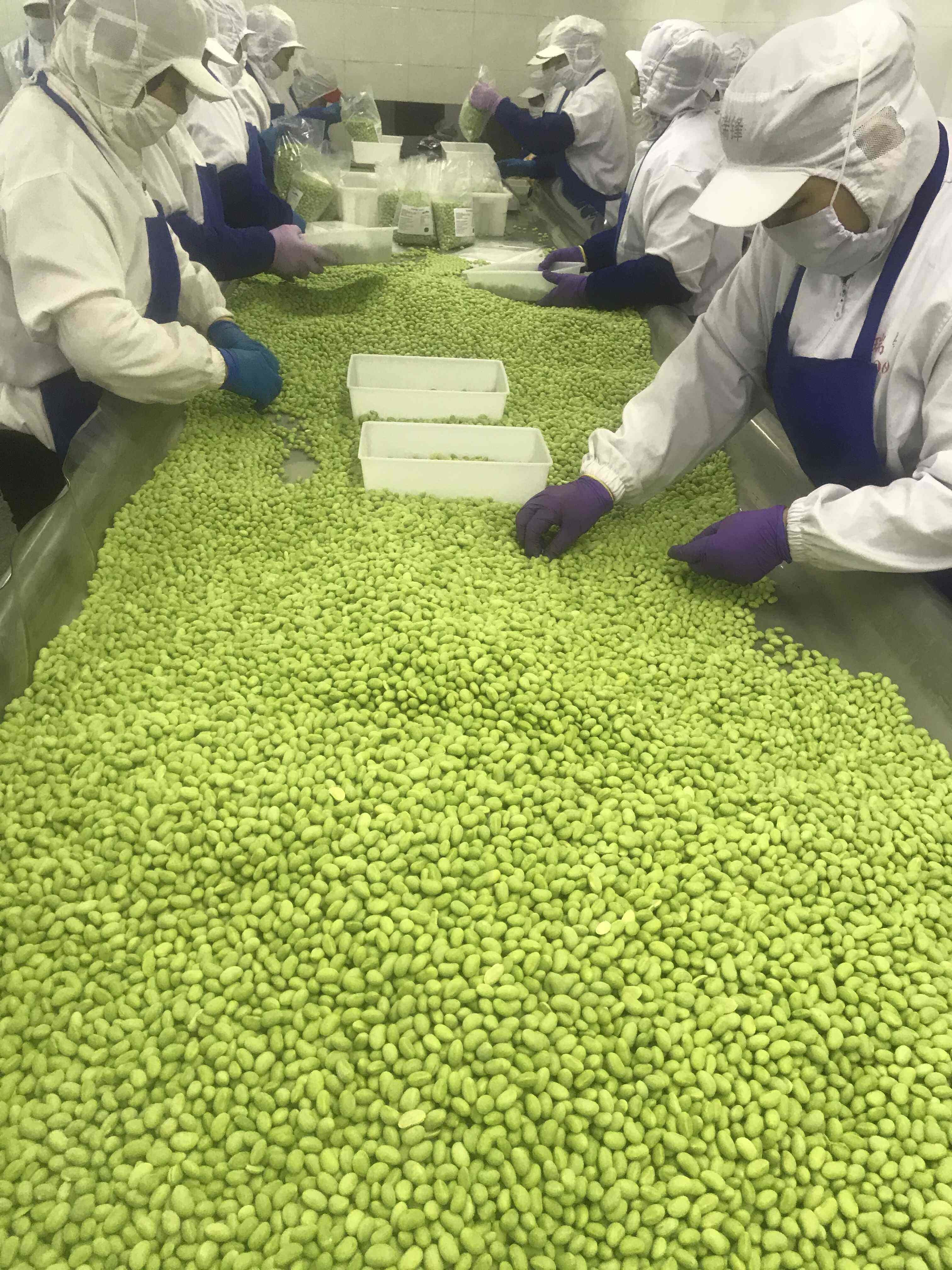 Salted Unsalted IQF Frozen Edamame Beans Typical Green Color