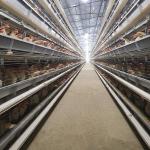 China 650x625x500mm Hens H Type Layer Chicken Cage Battery System ISO9001 for sale