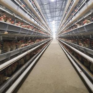 China 650x625x500mm Hens H Type Layer Chicken Cage Battery System ISO9001 wholesale