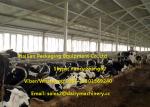 Hot Dip Galvanizing Tie Free Stall Dairy Barns Cow Farm Equipment Parts