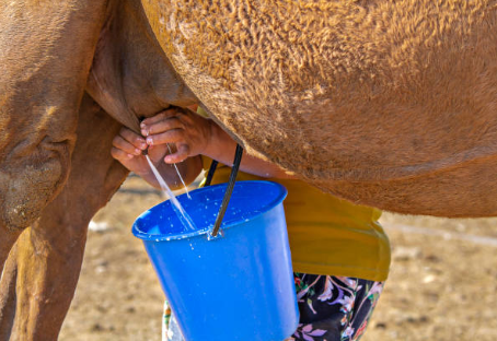 Safe Camel Milk Cooling with Emergency Shutdown Systems 10 Ton/Day Flake Ice Maker Machine
