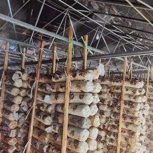 China Black Shade Net Tunnel Film Mushroom Single Span Greenhouse Agricultural wholesale