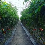 Customized Indoor Vertical Soilless Hydroponic System For Cucumber
