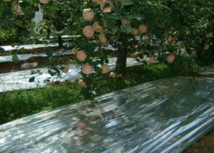 China 15um Silver Agricultural Polyethylene Shrink Metalized CPP Film wholesale